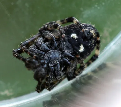 Walnut Orb Weaver - photo 6