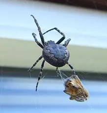 Walnut Orb Weaver - photo 7