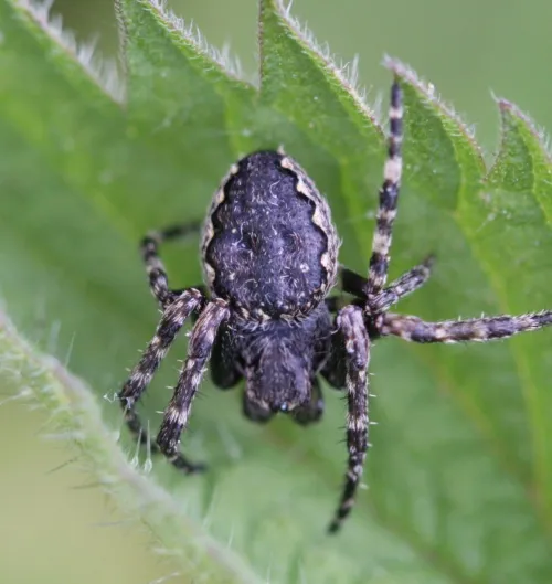 Walnut Orb Weaver - photo 8