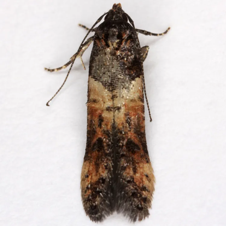 Sweet Clover Root Borer Moth - photo 3