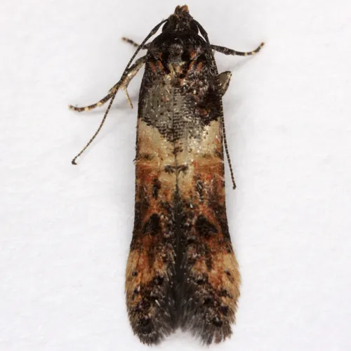 Sweet Clover Root Borer Moth - photo 4