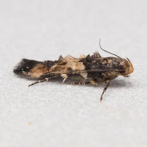 Sweet Clover Root Borer Moth - photo 5