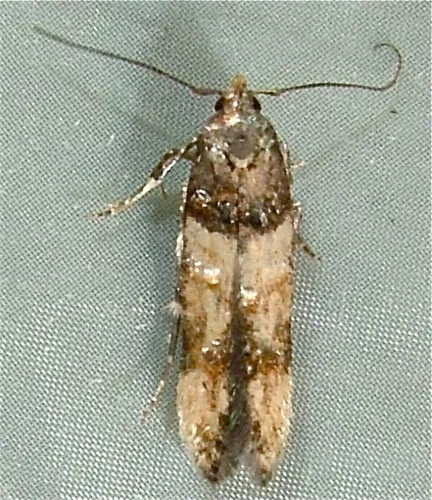 Sweet Clover Root Borer Moth - photo 6