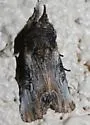 Walterella ocellata - Hodges#9830
