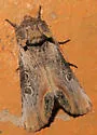 Walterella ocellata - Hodges#9830 - photo 4