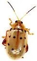 Walterianella durangoensis - Walterianella durangoensis