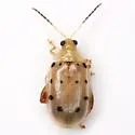 Walterianella durangoensis - photo 2