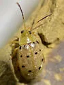 Walterianella durangoensis - photo 3