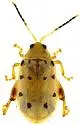 Walterianella durangoensis - photo 4