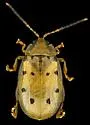 Walterianella durangoensis - photo 5