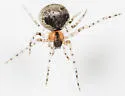 Wamba crispulus