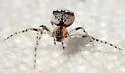 Wamba crispulus - photo 2