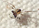 Wamba crispulus - photo 3