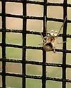 Wamba crispulus - photo 4