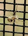 Wamba crispulus - photo 5