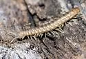 Wamokia dentata