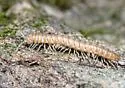 Wamokia discordis
