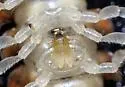 Wamokia discordis - photo 3