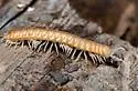 Wamokia hoffmani