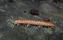 Wamokia remota