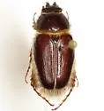 Warwickia pilosa