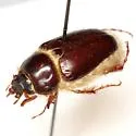 Warwickia pilosa - photo 2