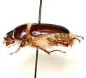 Warwickia pilosa - photo 3