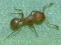 Little Fire Ant