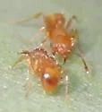 Little Fire Ant - photo 2