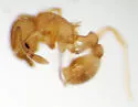 Little Fire Ant - photo 3