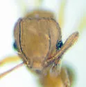 Little Fire Ant - photo 4