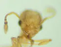 Little Fire Ant - photo 5