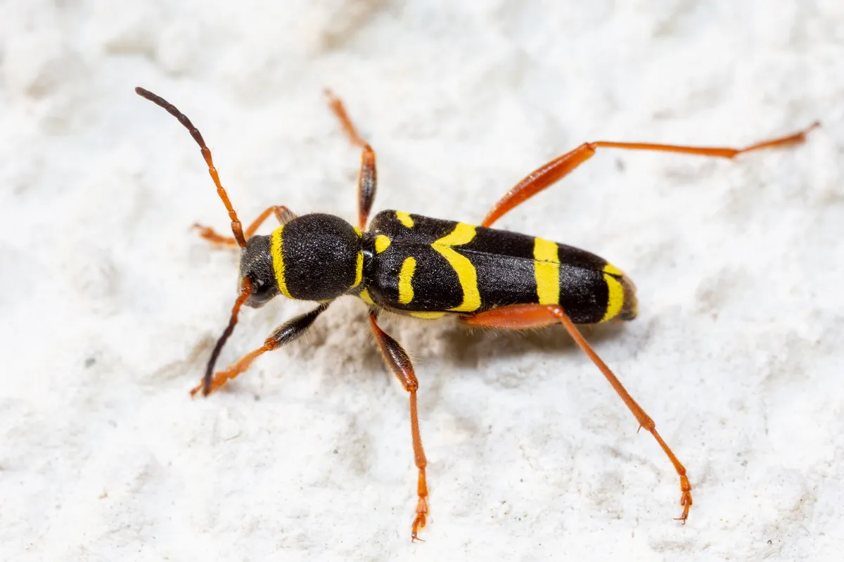 Wasp Beetle - photo 3