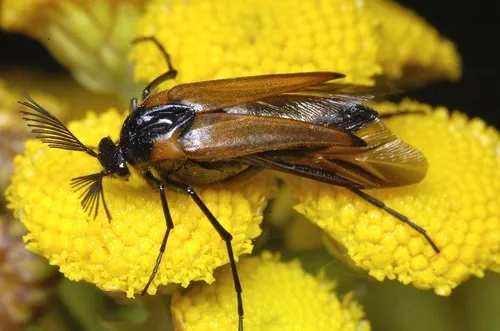 Wasp Nest Beetle - Metoecus paradoxus