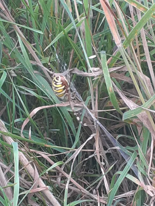 Wasp Spider