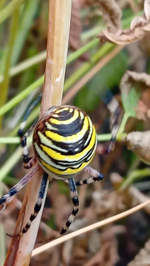 Wasp Spider - photo 2