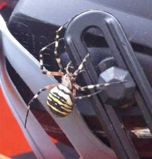 Wasp Spider - photo 3