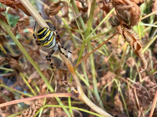 Wasp Spider - photo 4