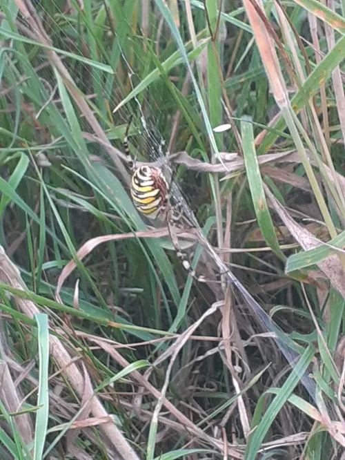 Wasp Spider - photo 5