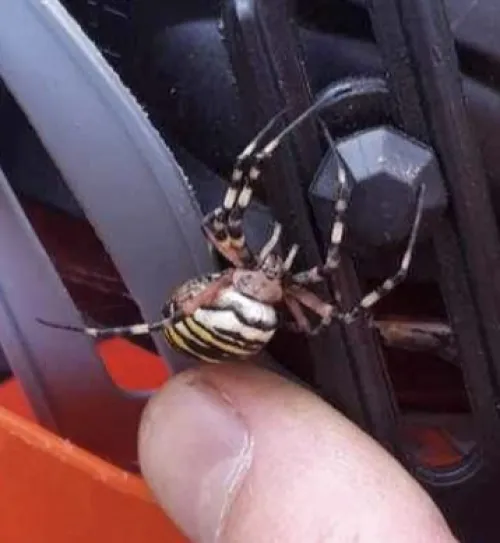 Wasp Spider - photo 6