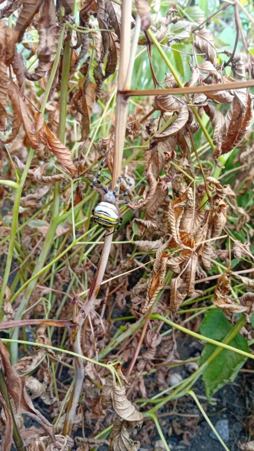 Wasp Spider - photo 7