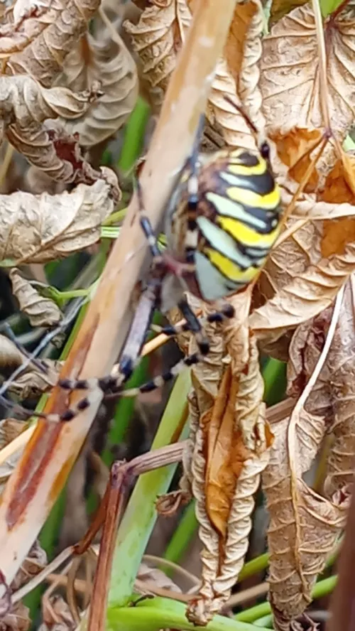 Wasp Spider - photo 8