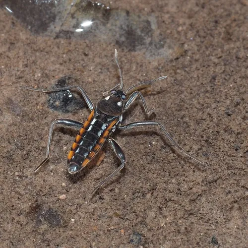 Water Cricket - Velia caprai