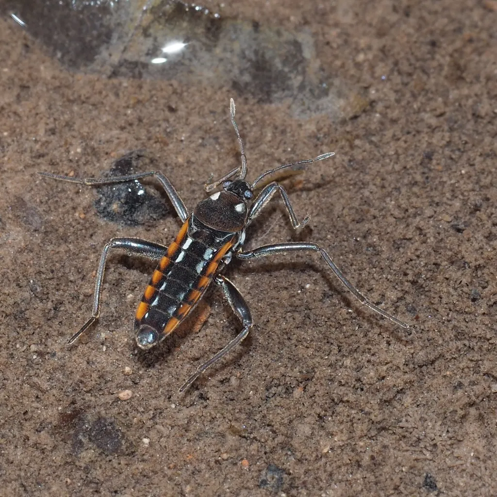 Water Cricket - photo 2