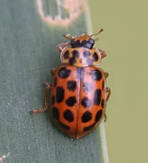 Water Ladybird