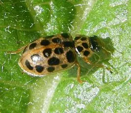 Water Ladybird - photo 2