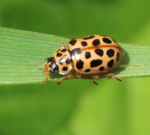 Water Ladybird - photo 3