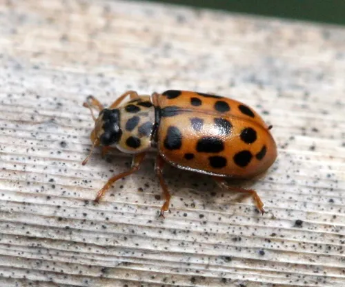 Water Ladybird - photo 4