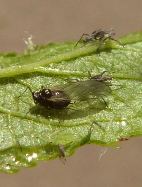 Water Lily Aphid - photo 2