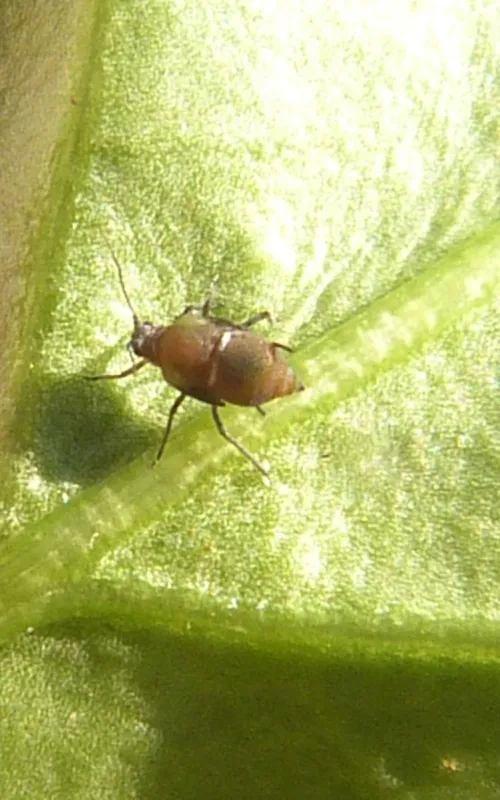 Water Lily Aphid - photo 3